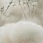 Обои Палитра 72543-72 Cottonia